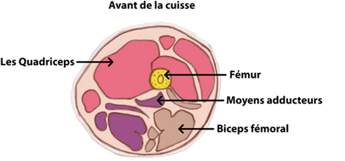 illustration_abdos-schema.jpg illustration_abdos-schema.jpg